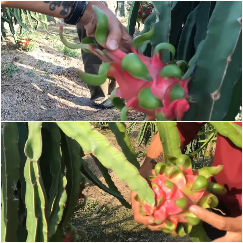 red-dragon-fruit-appearance.jpg