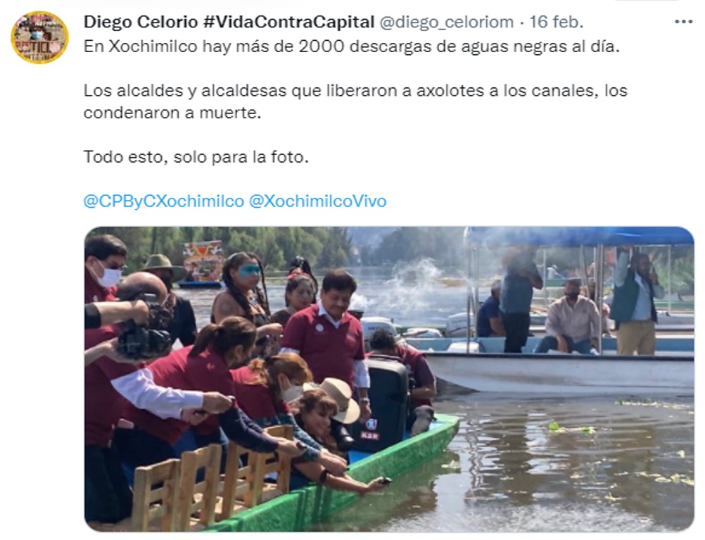 Alcaldes de Morena son criticados por liberar ajolotes en Xochimilco