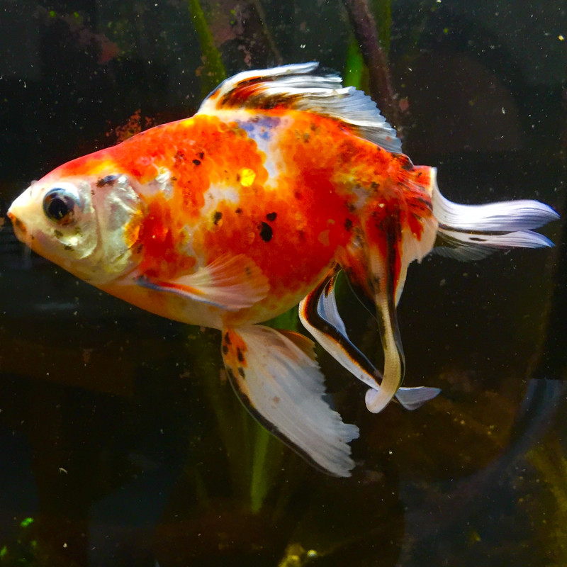 3AC6E11D-D08D-4ED6-8EE8-DCDE9AB82EAF