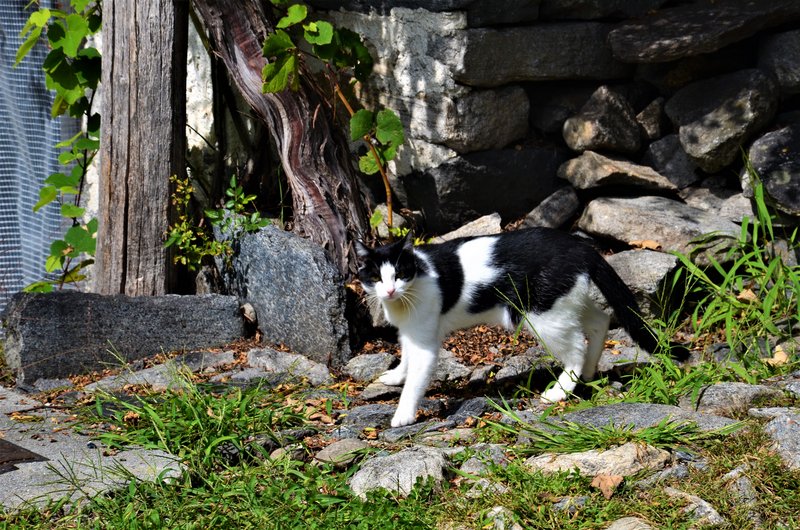 CORIPPO-8-9-2019 - Suiza y sus pueblos-2019 (52)