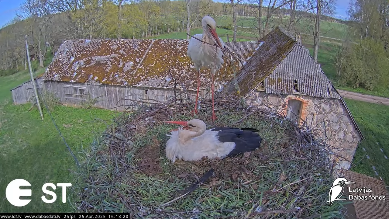 (27) Baltie stārķi (Ciconia ciconia) Tukuma novadā __ White storks in Tukums, Latvia - YouTube - 858