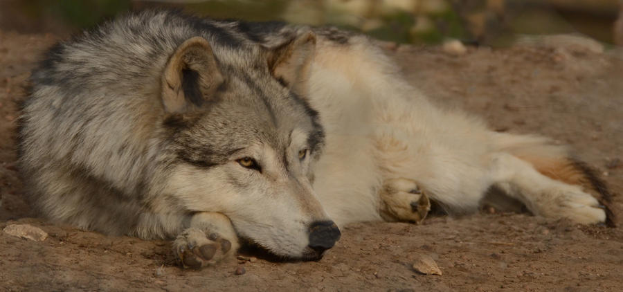 wolf-science-center-new-29-by-lakela-d4xjnmb-fullview.jpg