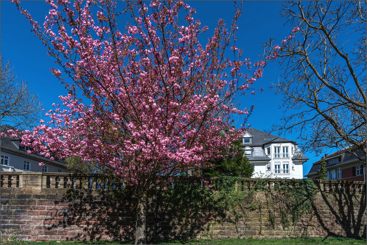 XT5A7595-Verbessert-RR  2025 SB Staden LR ERWZ FB