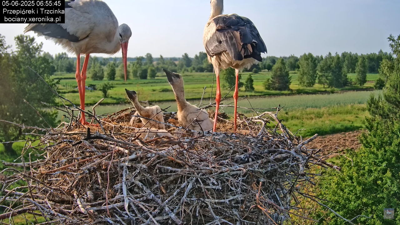 05062025bociany17