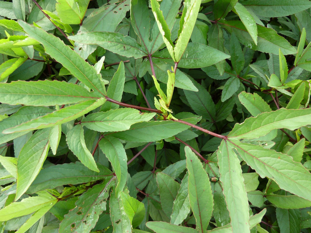0967a-roselleleaves