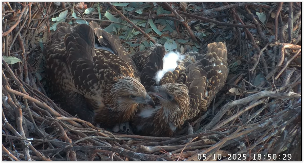 Screen Shot 10-05-25 at 10.04 AM