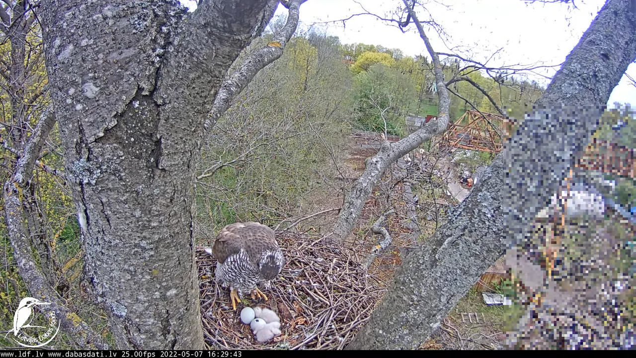 Vistu vanags (Accipiter gentilis) Rīgā - LDF tiešraide __ Goshawks, Riga, Latvia 9-5-19 screenshot