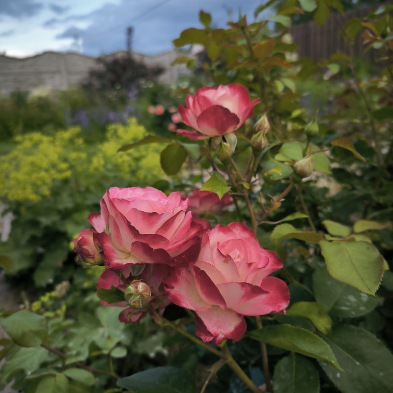IMG_20240617_181737