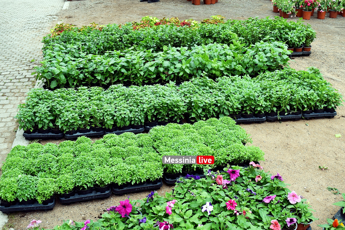 ΑΝΘΟΚΟΜΙΚΗ 2024DSC_1016