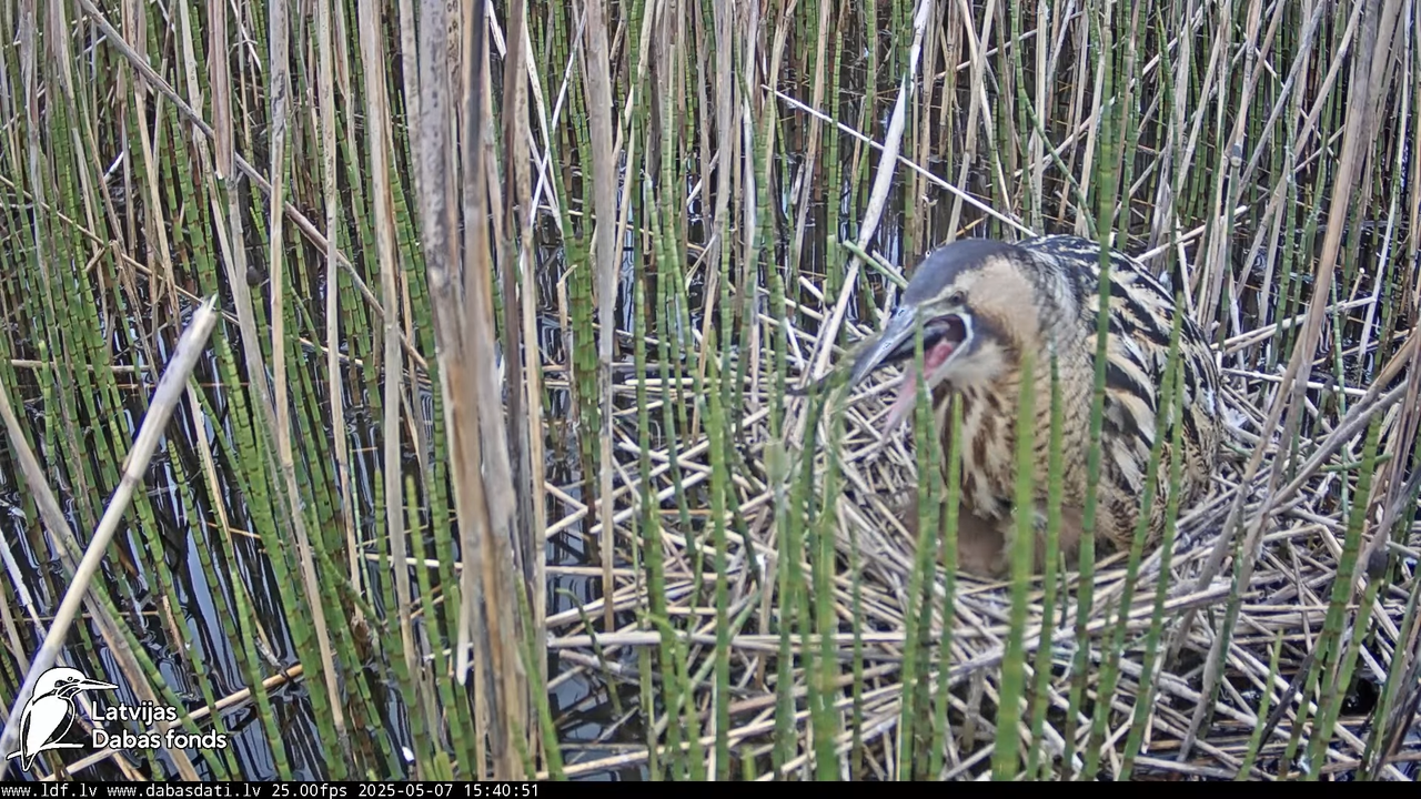 LDF Lielais dumpis (Botaurus stellaris) Zemītes pagastā 13-12-26 screenshot