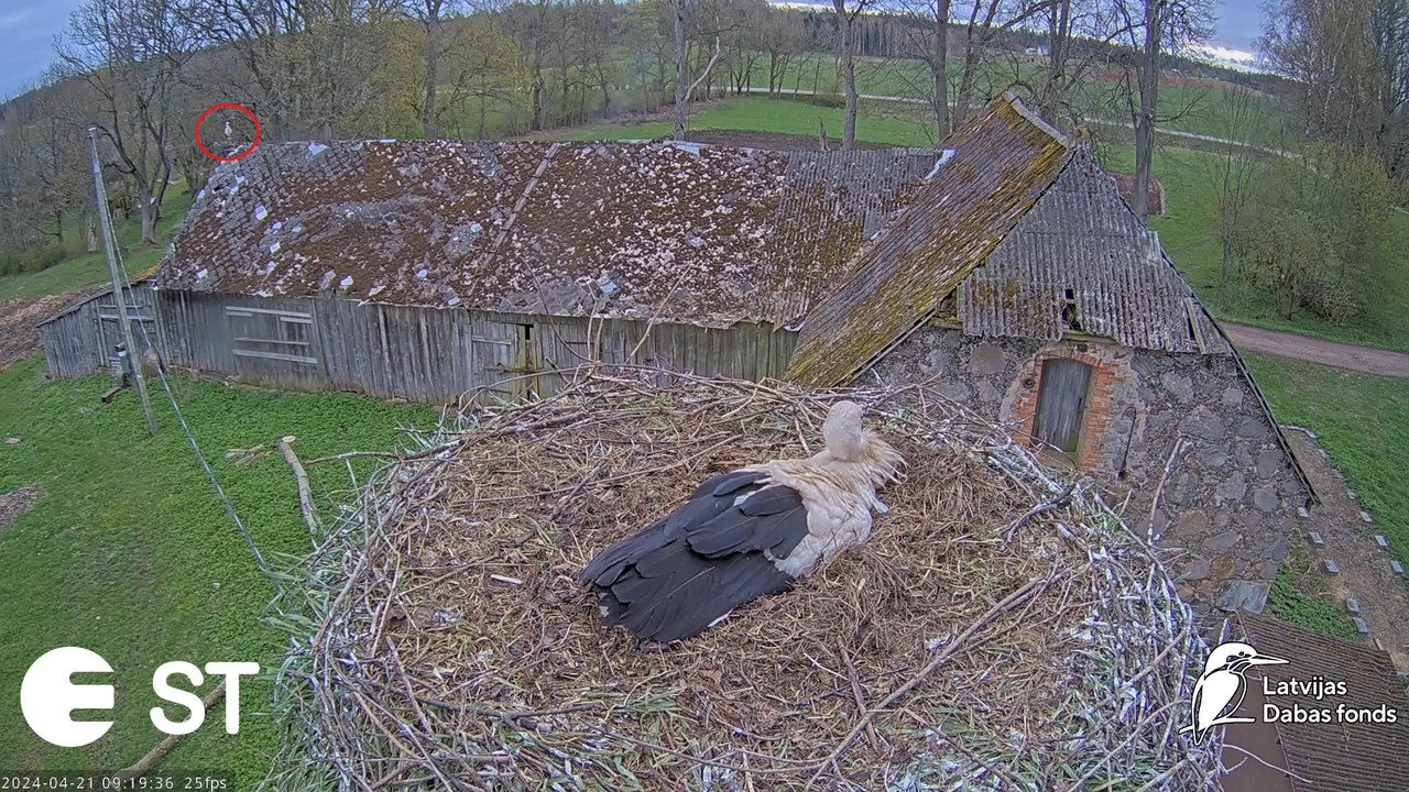 Baltie stārķi (Ciconia ciconia) Tukuma novadā - LDF tiešraide __ White storks in Tukums, Latvia 12-2