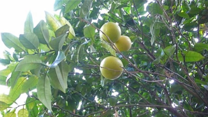 Queenie Grapefruit