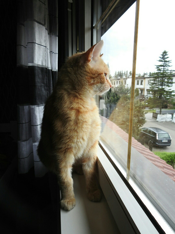 IMG-20190521-WA0006(1)