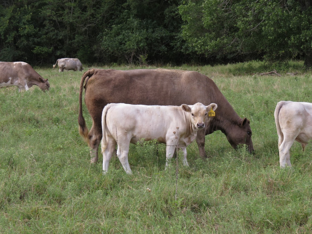 914 Heifer (3.5 months)