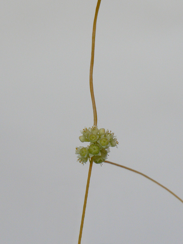 P1130193-1... (1024)