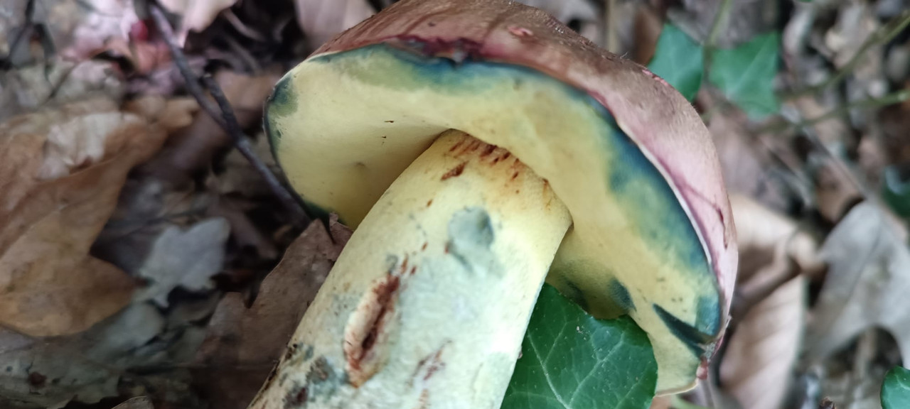 WhatsApp Image 2023-08-08 at 17.01.36 (1)