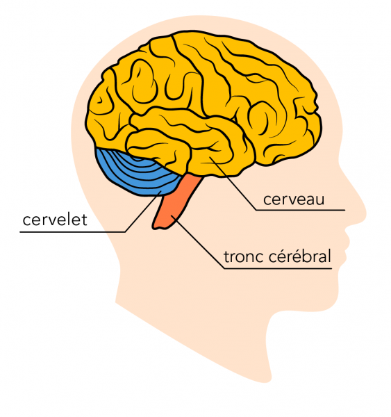 De 0 à 7 ans, que se passe-t-il dans le cerveau de nos enfants ? - France  Bleu