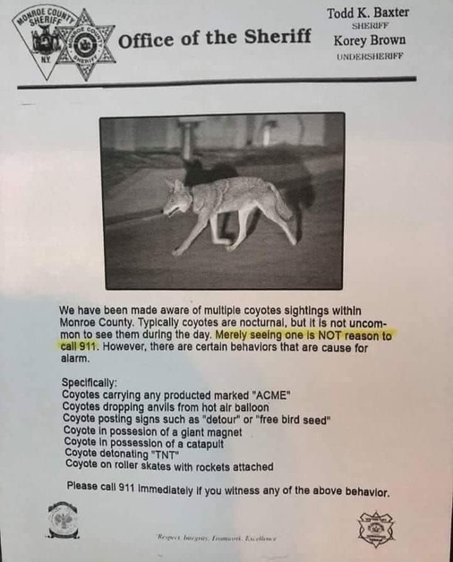 Coyote