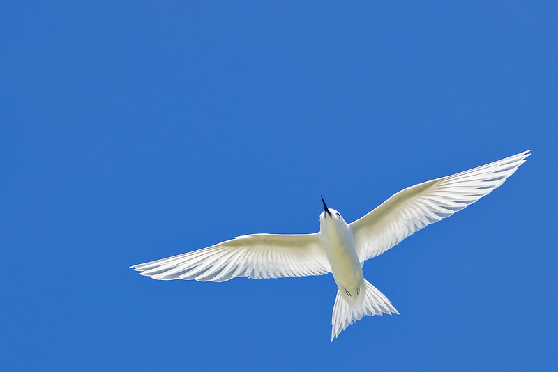 whitetern.jpg