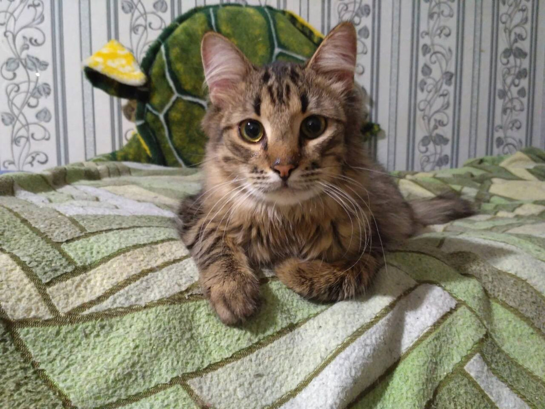 ДжойкаПамять1