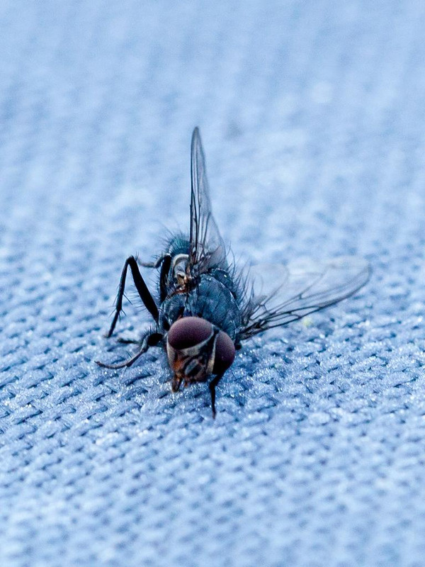 [Bild: Makro-Frozen-Fly-1-von-3.jpg]