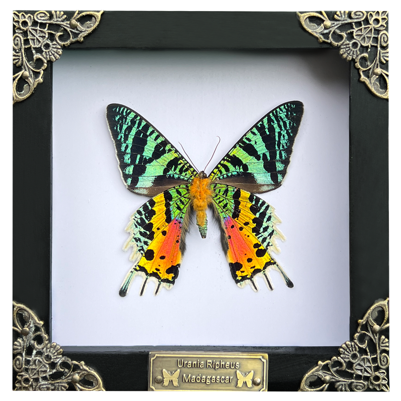 Madagascan Sunset Moth Preserved Butterfly Framed Insect in Madagascan Sunset Moth Preserved Butterfly Framed Insect in