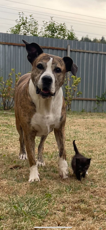 025044DC-D6E1-4803-9B16-0FF418EC7ACD