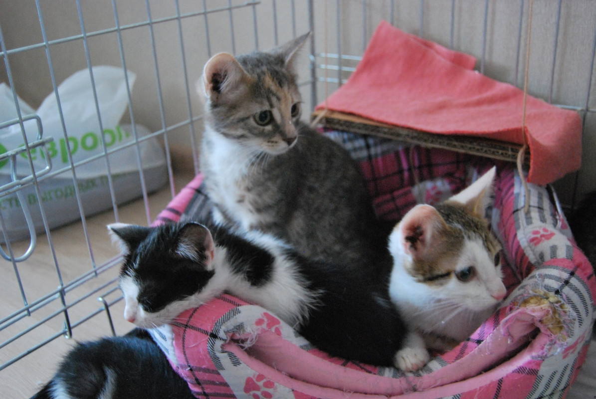 Котята4