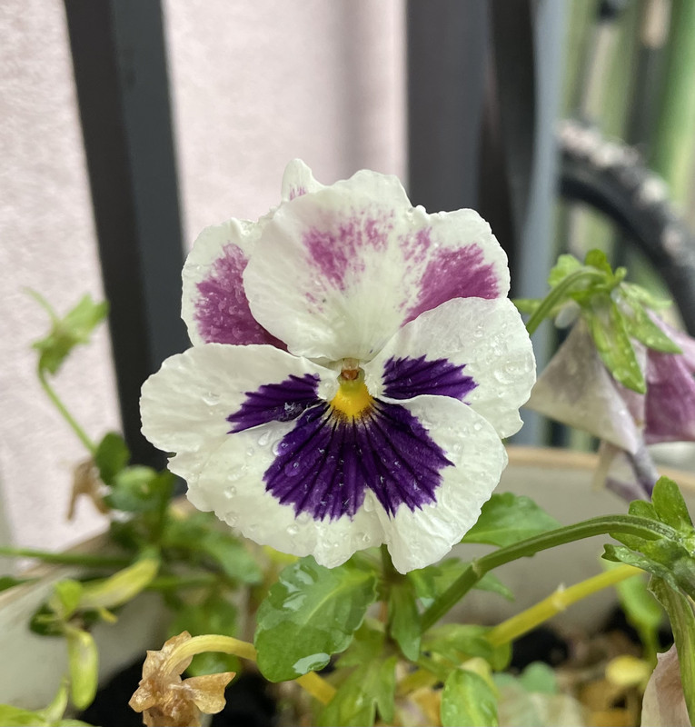 F5826549-67E2-49FD-AA85-F4B6F52D6451