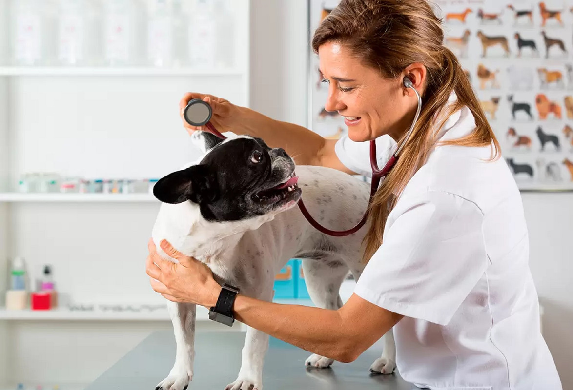 Así se ve el piquete de araña violinista en perros