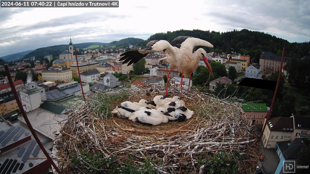 Tiešraidē no stārķa ligzdas uz alus darītavas skursteņa Trutnovā 11-28-7 screenshot (1)