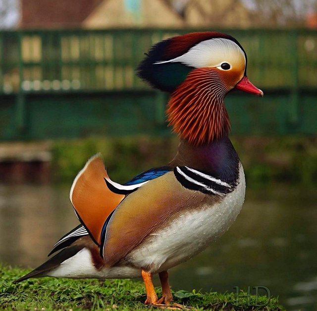 manderin-duck-April-HD.jpg