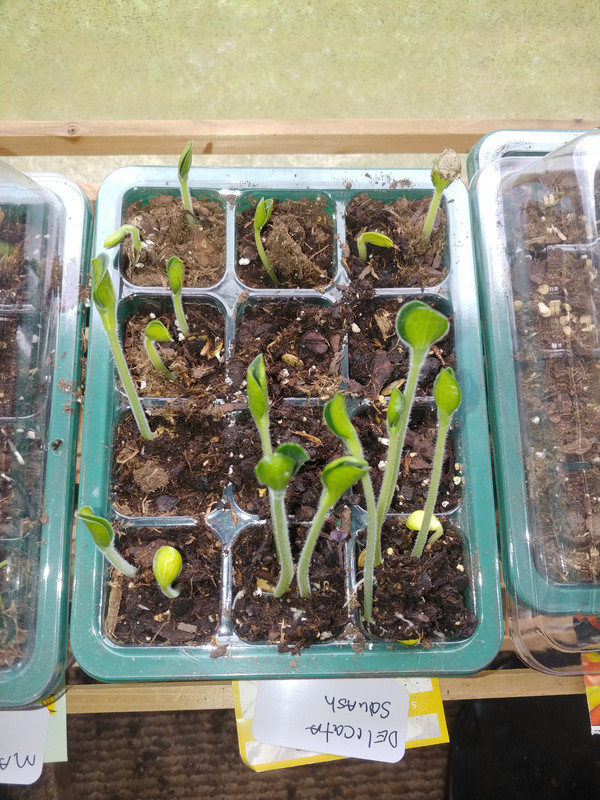 Delicata-sprouting-10Apr2024