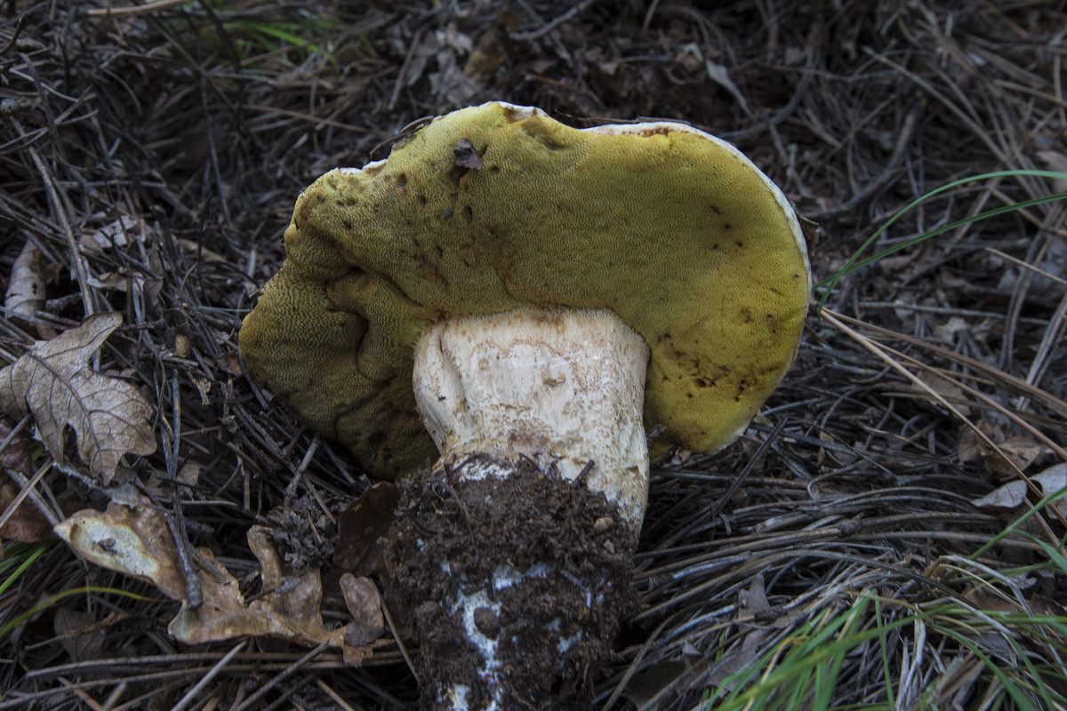 white_king_bolete_2