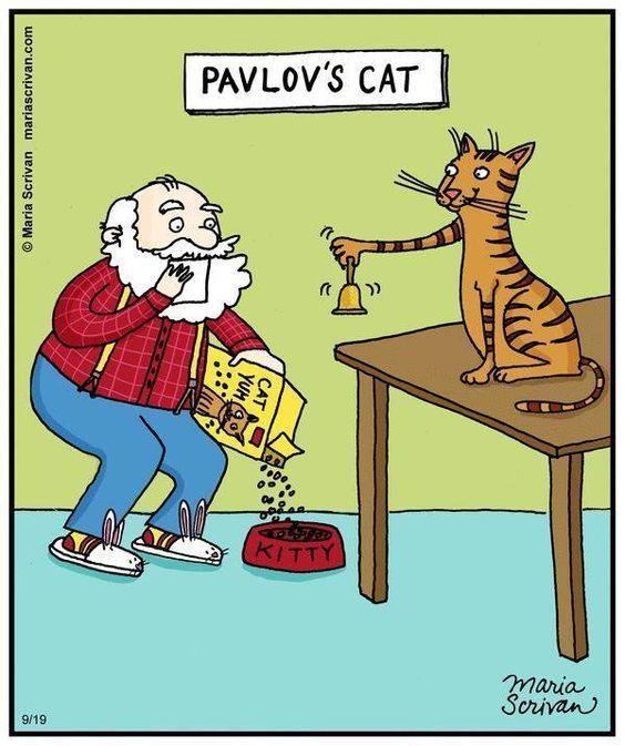 Cat Humor #8