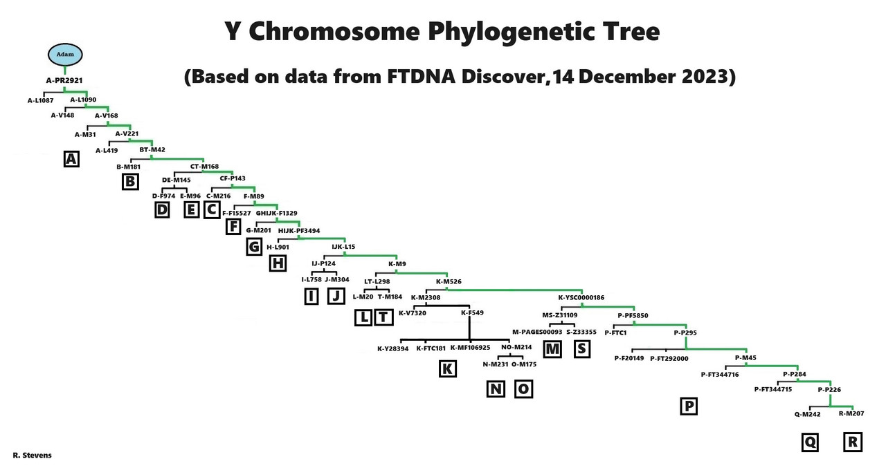 [Image: Y-DNA-Phylogenetic-Tree-2023.jpg]