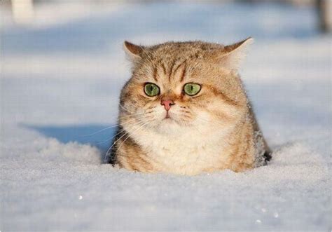 Cat-Snow-lost-look