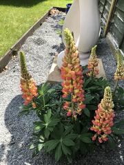 garden-Lupins-May.jpg