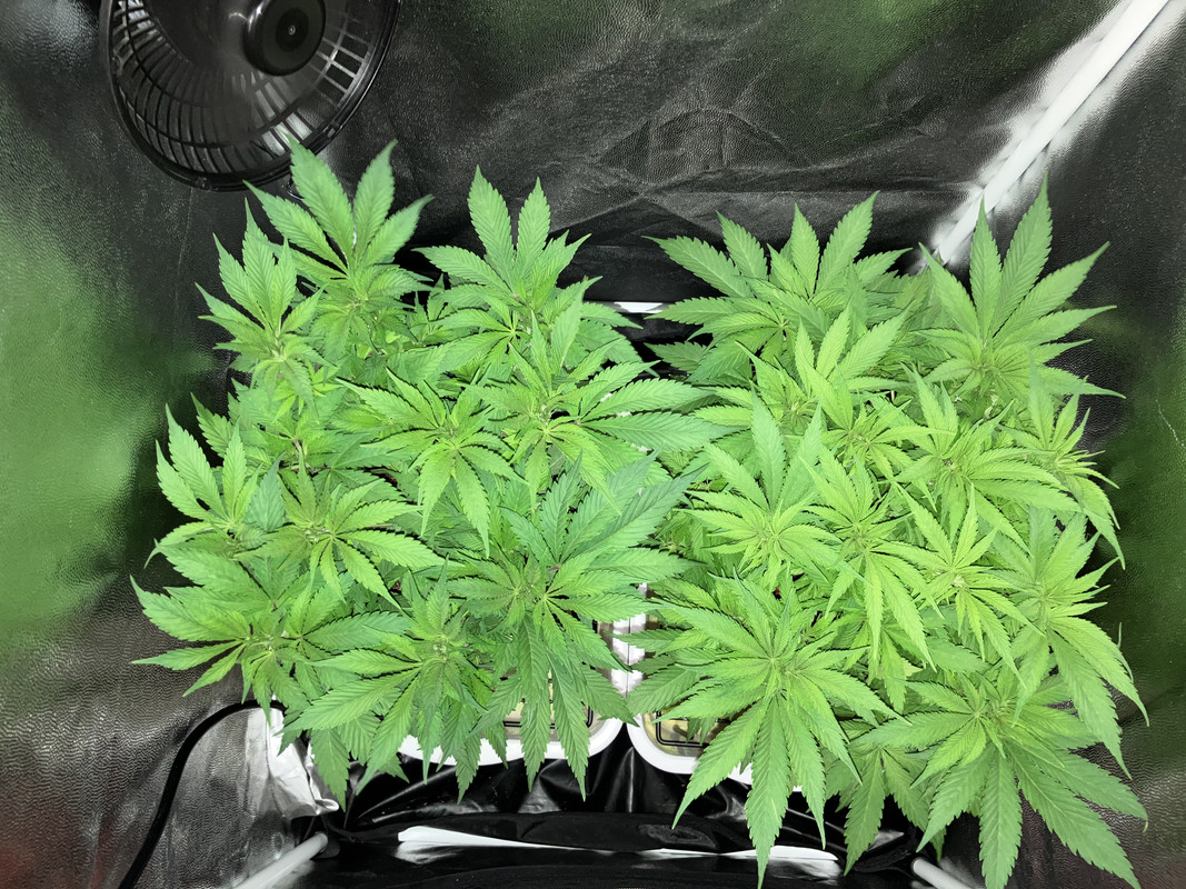 aIMG_1433 (abril 23 2023)