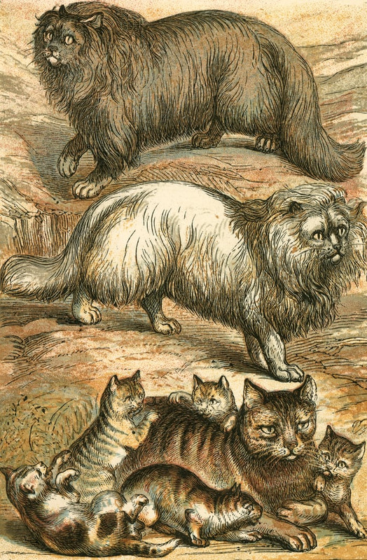 English-School-Persian-Cat-Angola-Cat-Domestic-Cat-and-Kittens-Meister-Drucke-98118