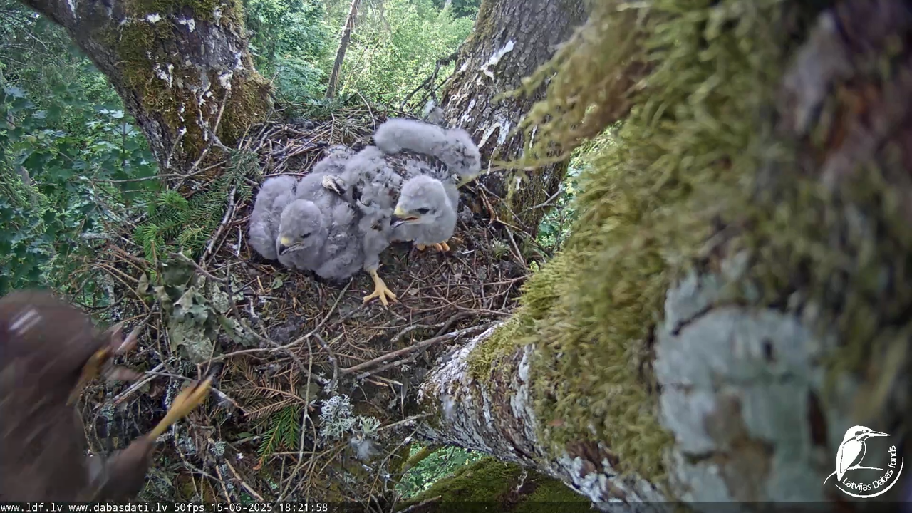 Melnās klijas (Milvus migrans) Kurzemē_ peļu klijāni (Buteo buteo) 13-44-53 screenshot