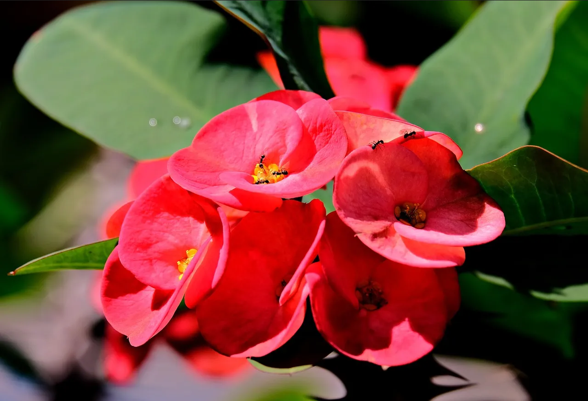Aplica este abono casero para que tu planta corona de Cristo dé flores coloridas