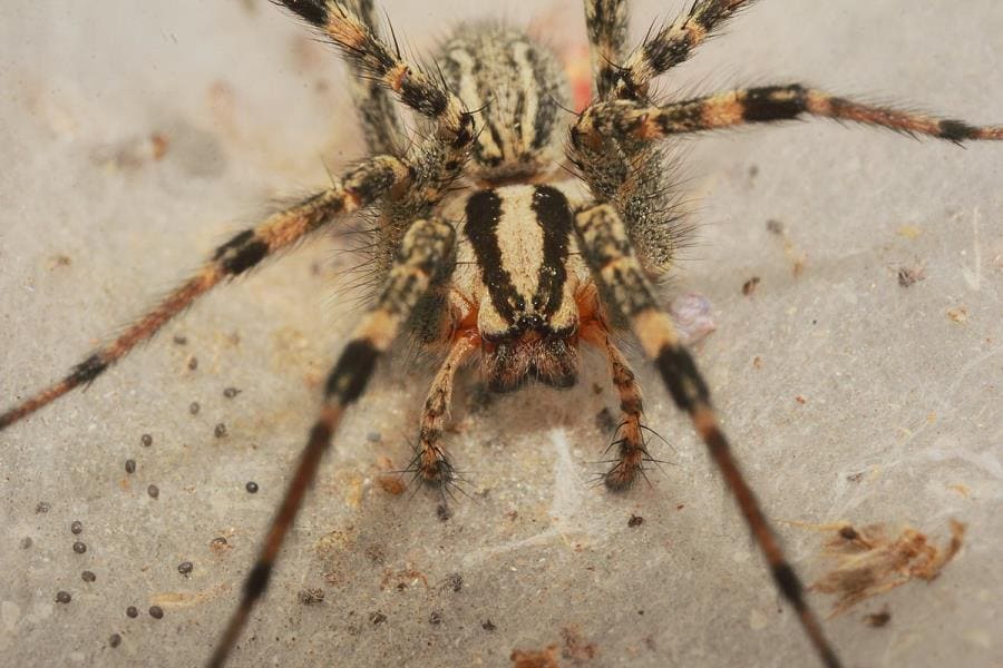 Паук Agelenopsis aperta Паук Agelenopsis aperta