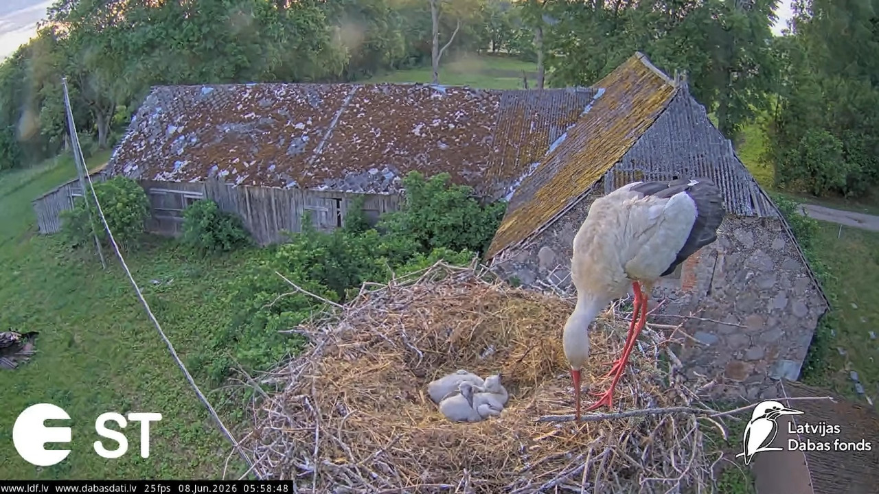 Baltie stārķi (Ciconia ciconia) Tukuma novadā White storks in Tukums Latvia 12 38 18 screenshot