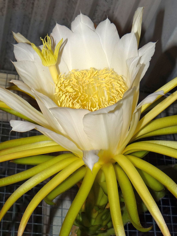 pitaya