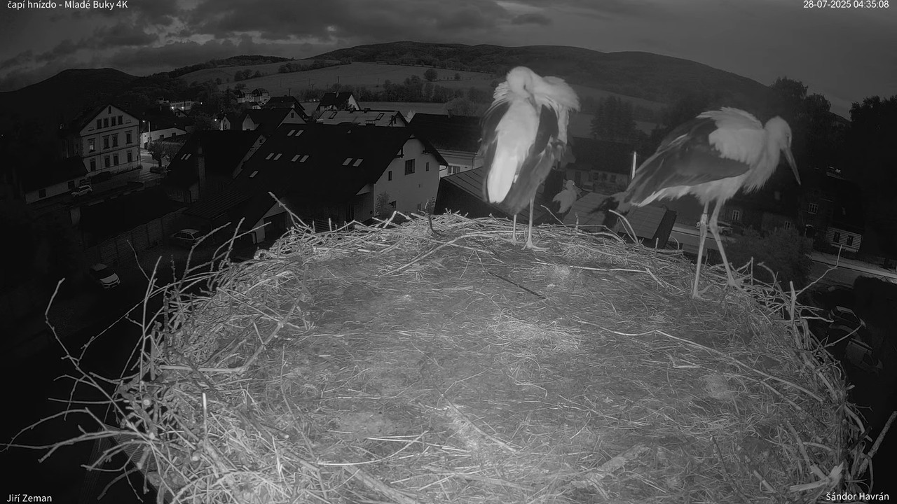 Živá kamera - Mladé Buky - čapí hnízdo 4K 7-53-23 screenshot