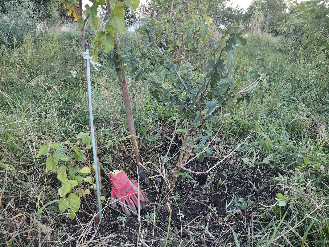 Nigra_IMG_20250914_183820540