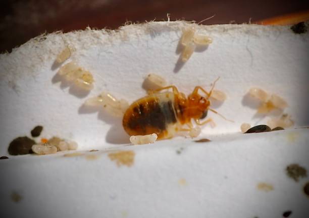 interventions punaise de lit Paris