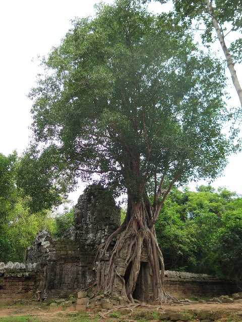 Día 6 - Últimos templos en Angkor y Muay Thai en Chiang Mai - TAILANDIA Y CAMBOYA POR MENOS DE 1000€, VIAJE MARCA DE LA CASA (4)