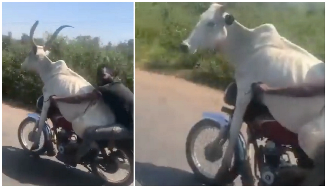 Sujeto se viraliza por llevar un toro en la moto: video